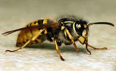 The Common Wasp